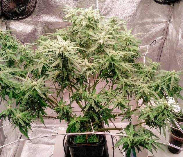 Куст Auto Orange Bud от Dutch Passion ростом 78 см