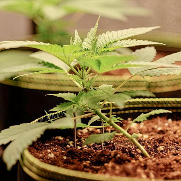 Кусты The White Fire OG на стадии вегетации