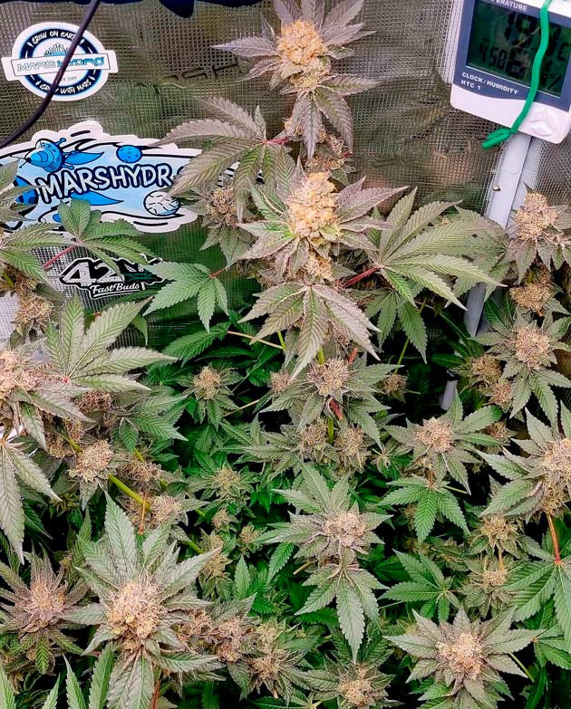 Активный рост каннабиса сорта Runtz 12 неделя выращивания каннабиса