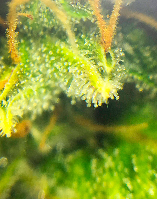 Трихомы под увеличением Прозрачные трихомы конопли