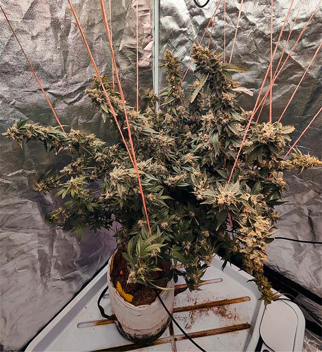 подготовка к харвесту Dozy Doz