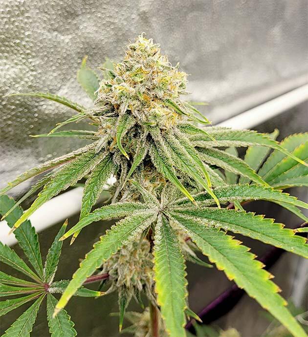 Подготовка каннабиса к сбору урожая Конопля ростом 70 см