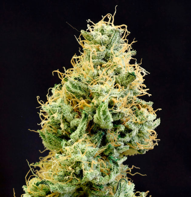 Харвест и общие впечатления