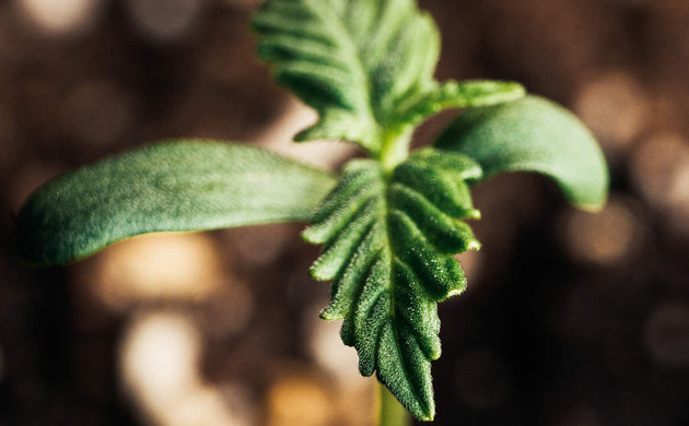 Росток марихуаны Lemon AK