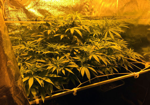 Начало стадии цветения на седьмой неделе