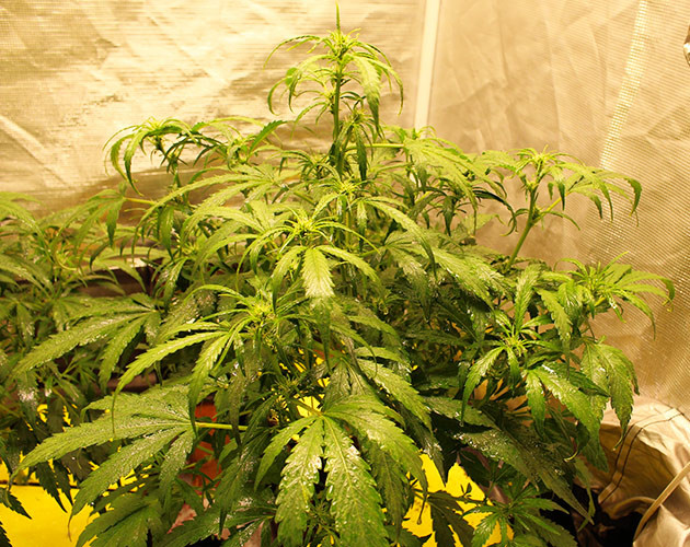 Стадия предцвета в конце 6 недели выращивания Появление точек роста шишек