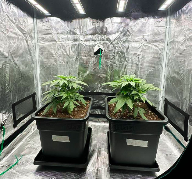 Рост марихуаны и увеличение полива Кусты Biscotti Mintz от сидбанка Barney's Farm на 4 неделе