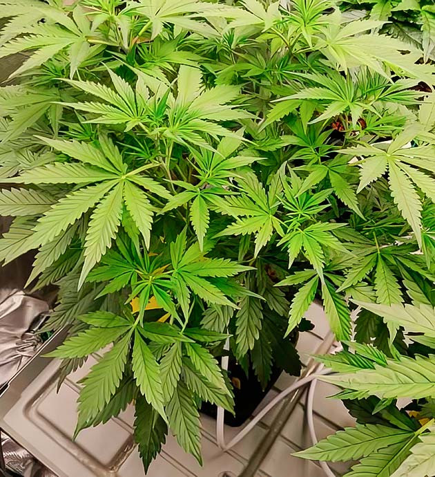 Как дефолиация помогла Amnesia Zkittlez Auto Звезда гроубокса Amnesia Zkittlez Auto