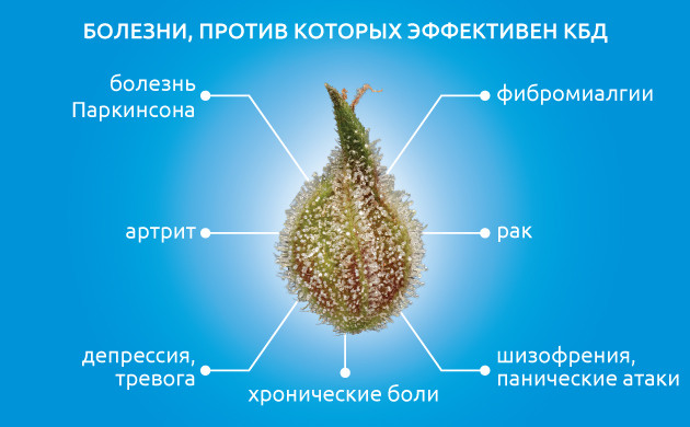 КБД: непсихоактивный каннабиноид с широким лечебным потенциалом Каннабидиол (КБД) и его терапевтические свойства