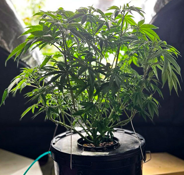 Стимуляция цветения сорта Roze Runtz Перевод на цветение растения Roze Runtz