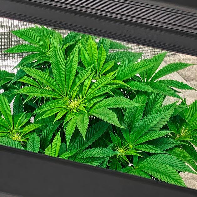 8 неделя Sticky Sherbert GG от Seedkeepers
