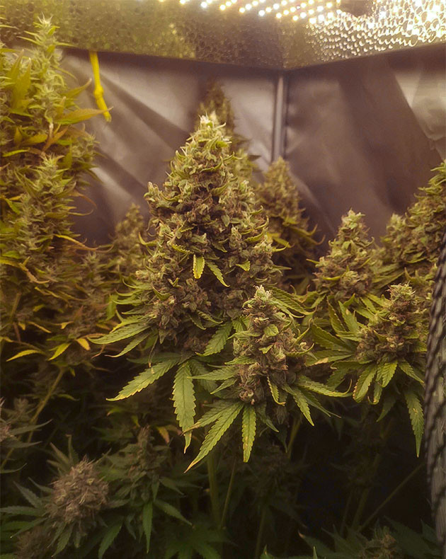 Сбор урожай с куста Bruce Banner #3 Fast предхарвест кустов Bruce Banner #3 Fast