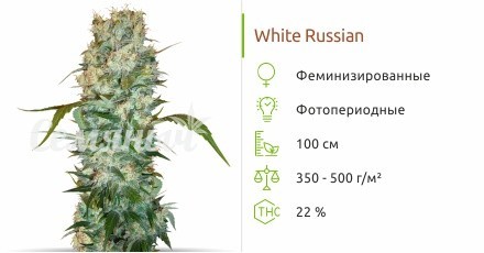 White Russian fem (Семяныч)