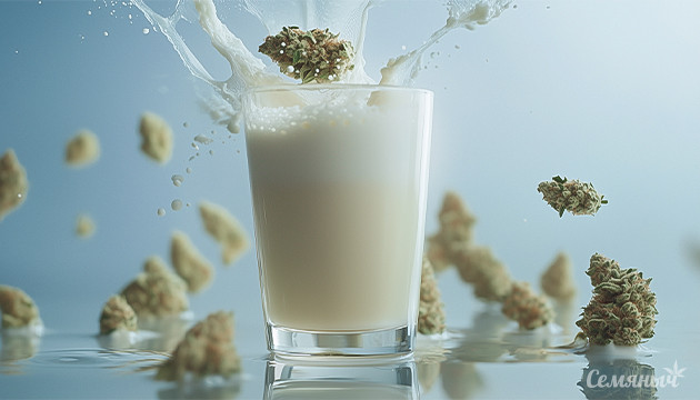 Cтакан вкусного молока с марихуаной Рецепт канна-молока