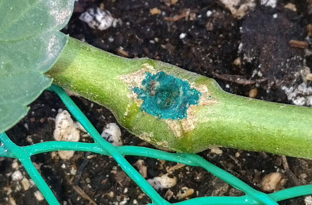 Обработанное место топпинга на стебле каннабиса