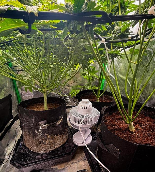 Дефолиация листьев конопли и корректировка питания Кусты Mellowz от Compound Genetics на 13 неделе