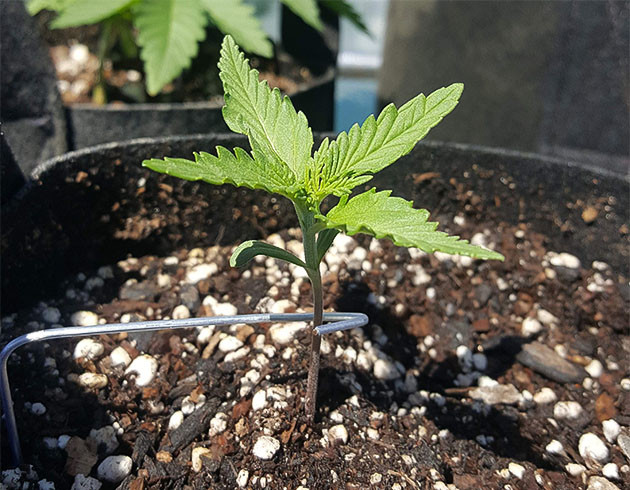 Первые недели выращивания конопли Кустик сорта Auto White Widow