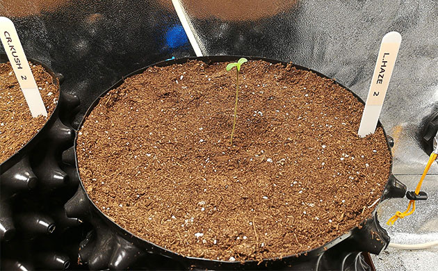 Вытянутый росток конопли Длинный и худой стебель ростка