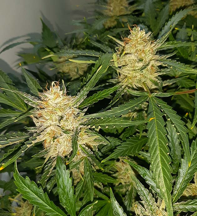 Проблемы с листьями Bruce Banner Auto Полив чистой водой и Канназим