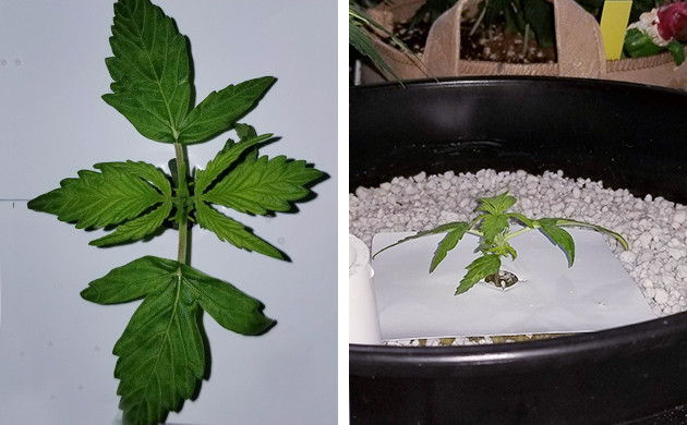 Проращивание семян каннабиса Растишка после высадки в горшок