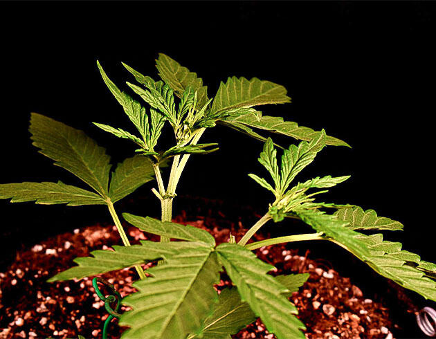 Растишка Big Bud Auto на стадии вегетации