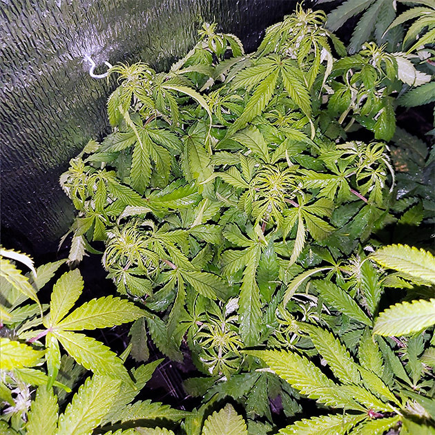 Шестая неделя выращивания