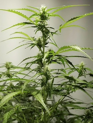 Куст марихуаны на первой неделе цветения Цветение конопли