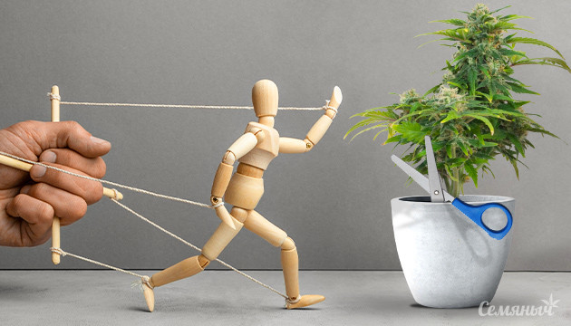 Каннабис и зависимости Помощь марихуаны в борьбе с зависимостями