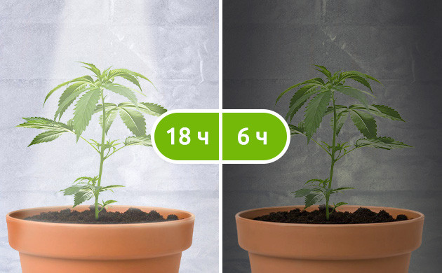 Оптимальный световой режим для автоцветов Режим освещения18/6