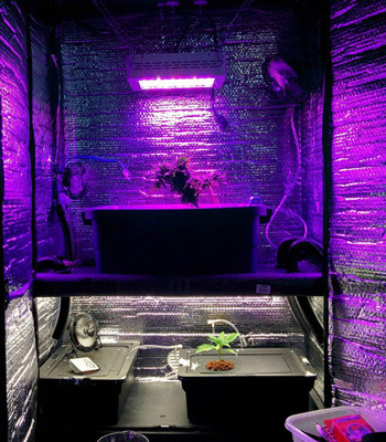 Куст Fruit Punch под лампой Mars Hydro Росток марихуаны Fruit Punch fem в гроуруме