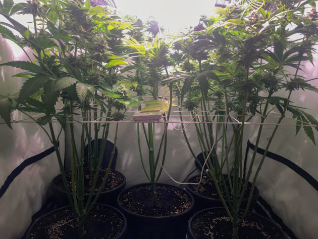 Кусты Mimosa Shot на финальной фазе цветения