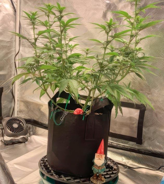 Punchberry Cookies RBX на второй неделе цветения