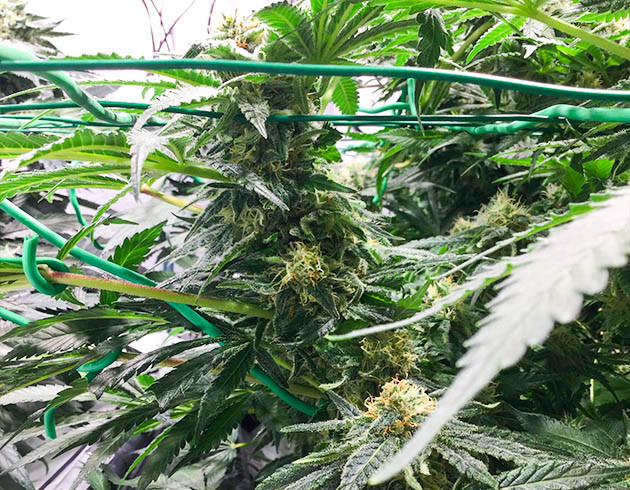 Обилие сахарных листьев на шишках Соцветие Sugar Candy