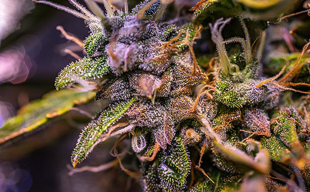 Куст на 10 неделе выращивания