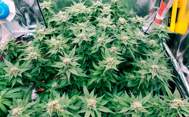 Конопля Power Plant X fem на 12 неделе выращивания