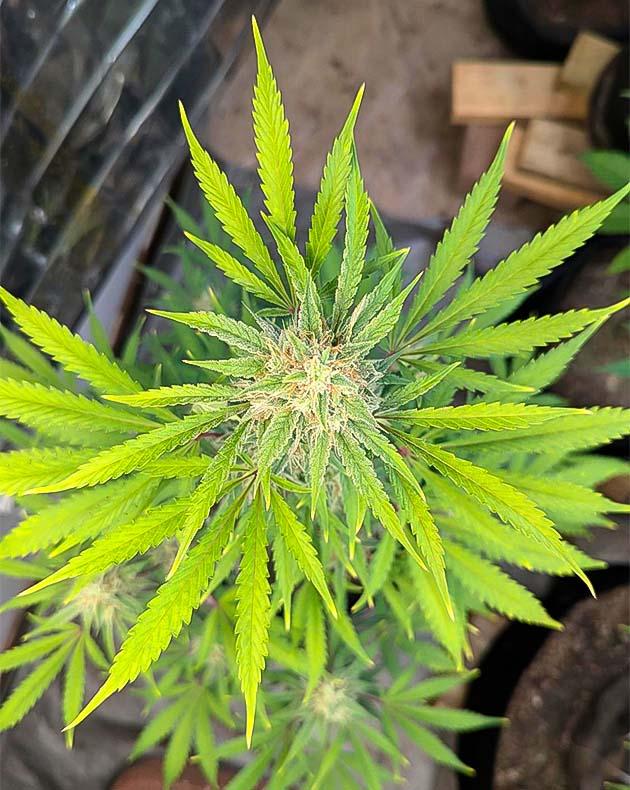 Куст Peach Crescendo Auto RF3 от ETHOS Genetics на 10 неделе