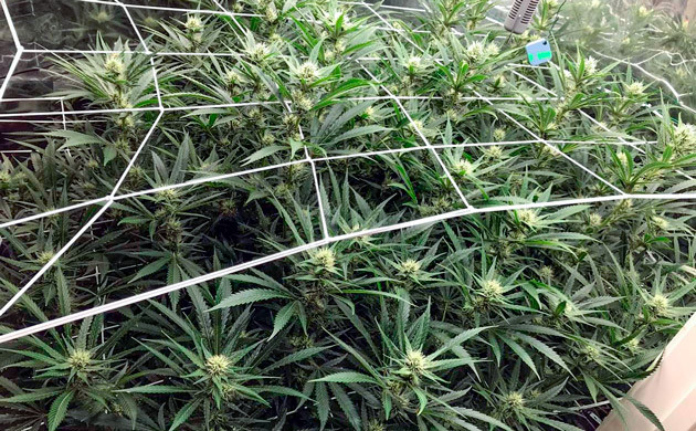 Густой цветущий куст