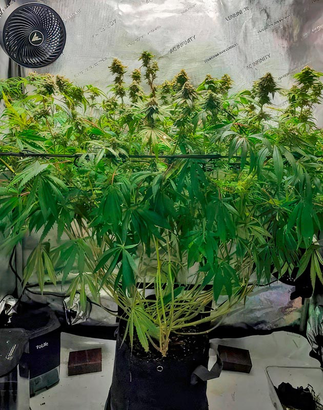 Каннабис на 16 неделе роста Куст конопли высотой 90 см