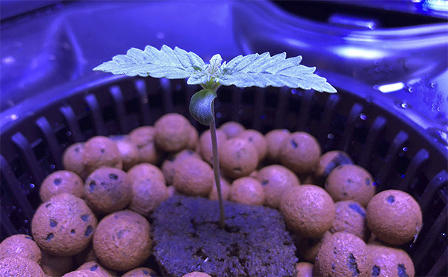 Проращивание семян конопли Проращивание семян марихуаны