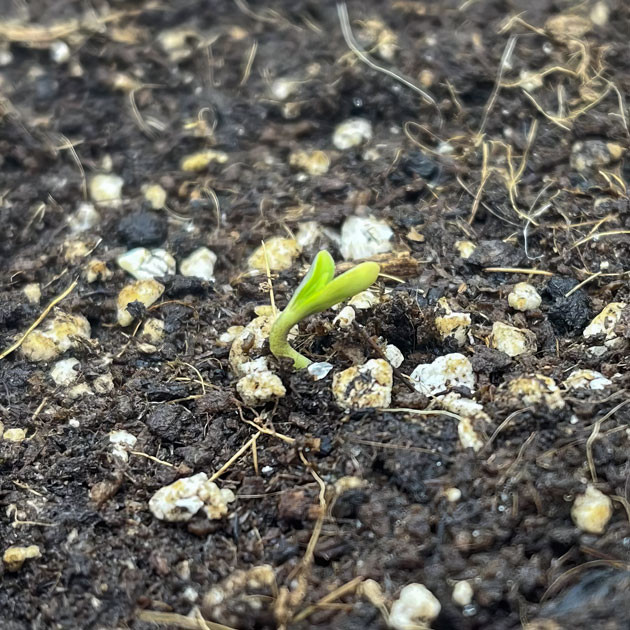 Titan F1 Auto: успешное прорастание Первые шаги молодого титана