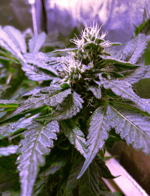 Конопля стабильно развивается Растишка марихуаны развивается