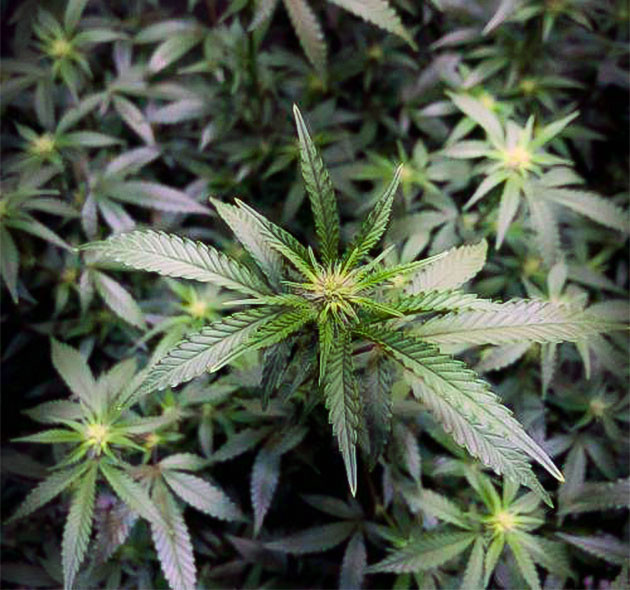 Blueberry Muffin: последняя дефолиация