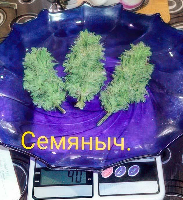 Куст +Speed Auto на последней неделе выращивания