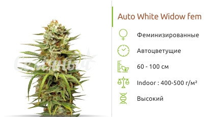 Сорт марихуаны Auto White Widow Auto White Widow от Dutch Passion