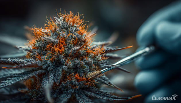 Первые шаги в селекции конопли