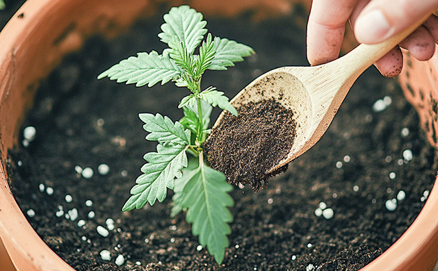 Кофейная гуща для марихуаны Использование кофейной гущи для роста конопли