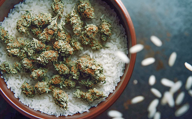 Правила сушки конопли Как правильно сушить шишки