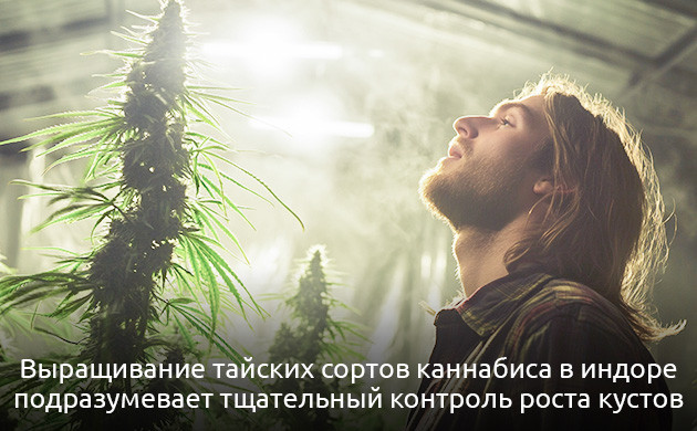 Культивация тайской конопли в закрытых помещениях Преимущества индорного гровинга для тайской конопли