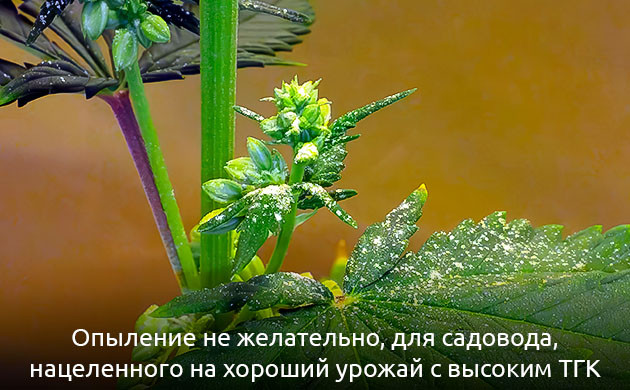 Опыление чашечки конопли и зрелость Почему опыление нежелательно для высокого содержания ТГК