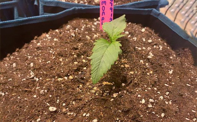 Первая пара листьев ростка Росток в 12-литровом горшке